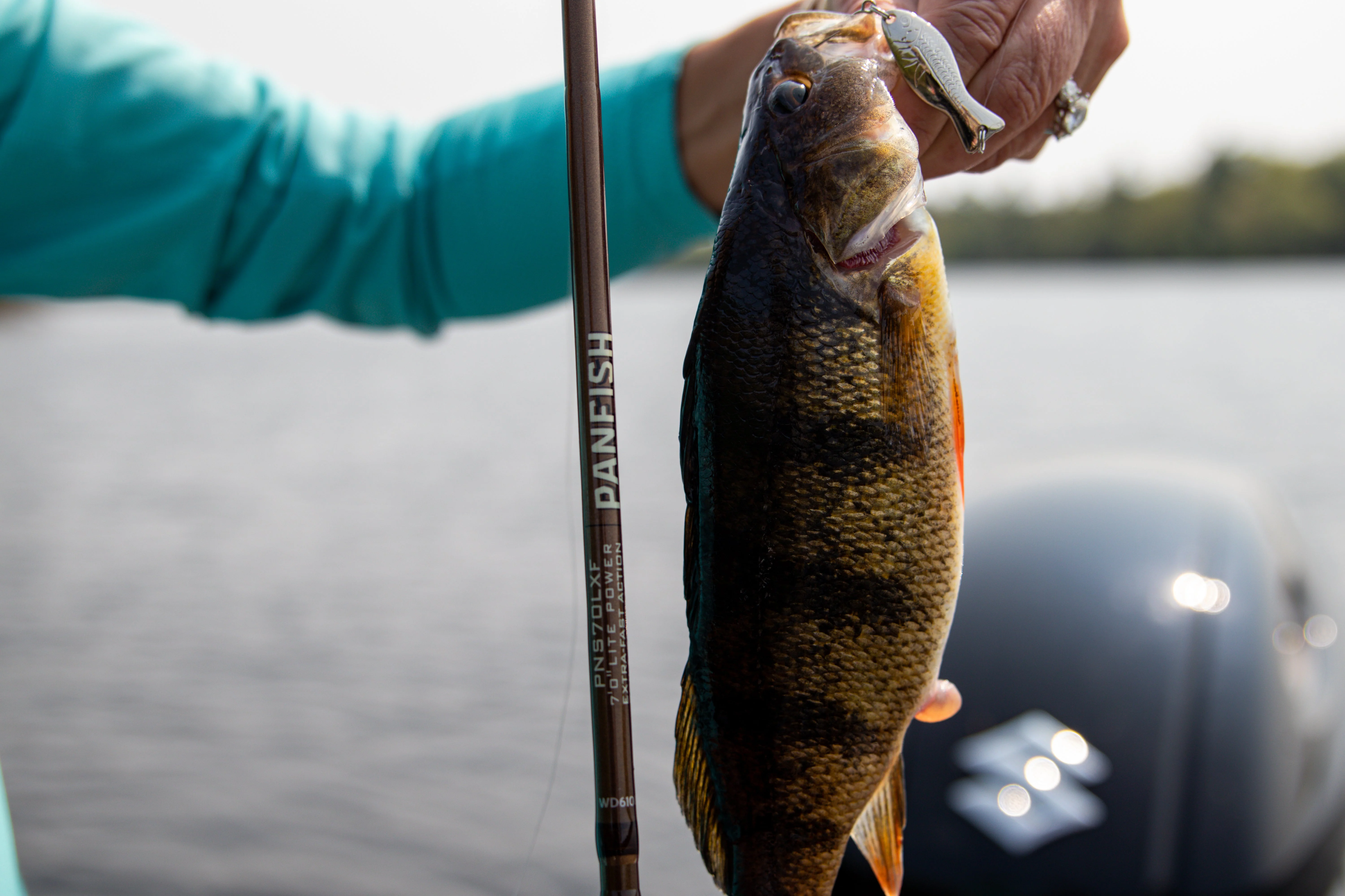 Panfish Series - Image 3